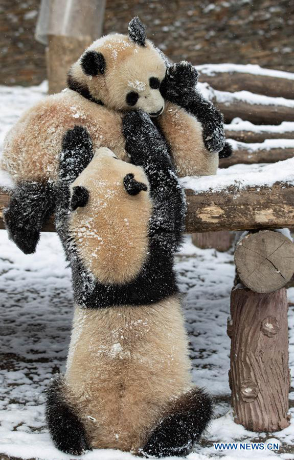 Pandas gigantes juegan después una nevada en la Reserva Natural Nacional de Wolong