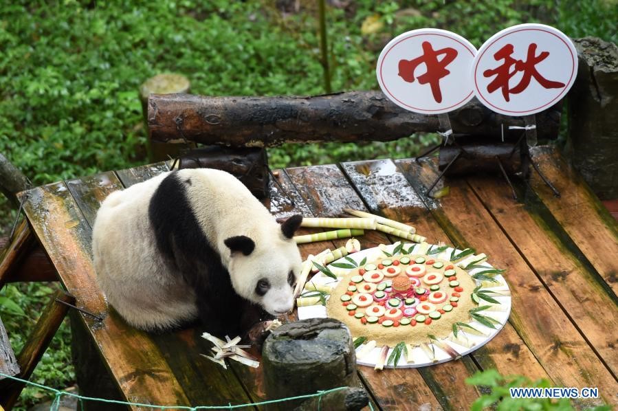 Xinxing, el panda gigante cautivo más longevo del mundo, murió el 8 de diciembre en el Zoológico de Chongqing. (Foto: Xinhua/ Tang Yi)