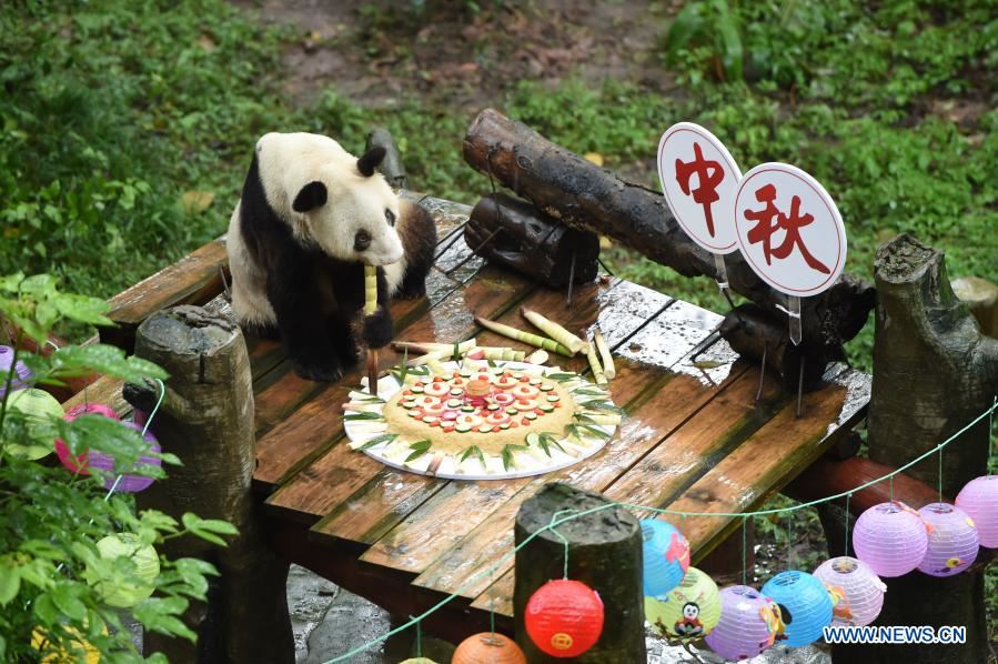 Xinxing, el panda gigante cautivo más longevo del mundo, murió el 8 de diciembre en el Zoológico de Chongqing. (Foto: Xinhua/ Tang Yi)