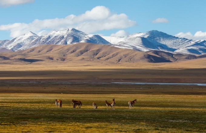 Los burros salvajes tibetanos buscan comida en el Parque Nacional de Sanjiangyuan en Qinghai (oeste de China) el 25 de septiembre de 2016 (Han Jiajun / Pueblo en Línea).