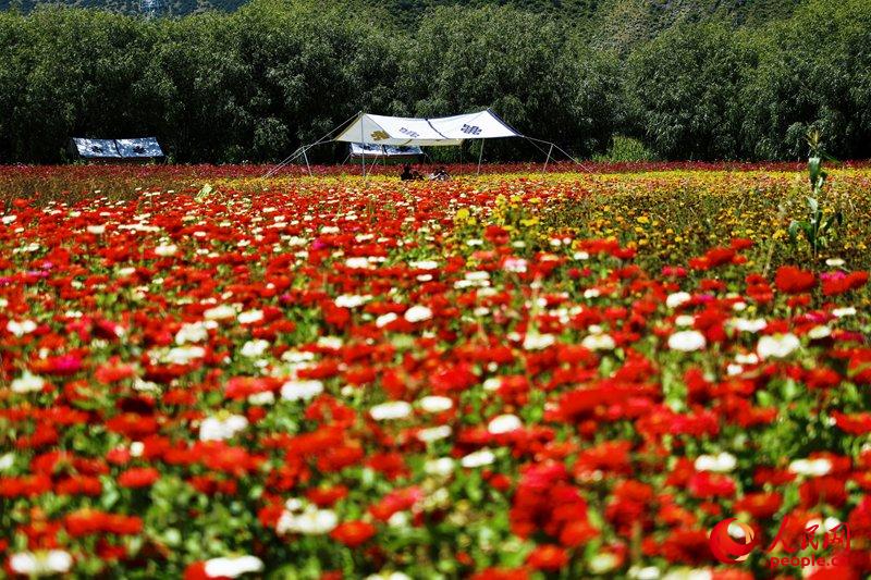 Mar de flores de colores. Foto de Ciren Lobu