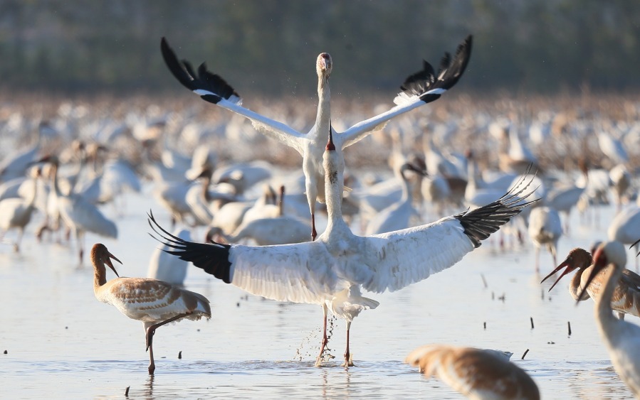 Miles de grullas de cabeza roja se reúnen en un área de conservación para hibernar en la ciudad de Nanchang, provincia de Jiangxi, el 18 de noviembre. [Foto de Zhu Wenbiao // Para China Daily]