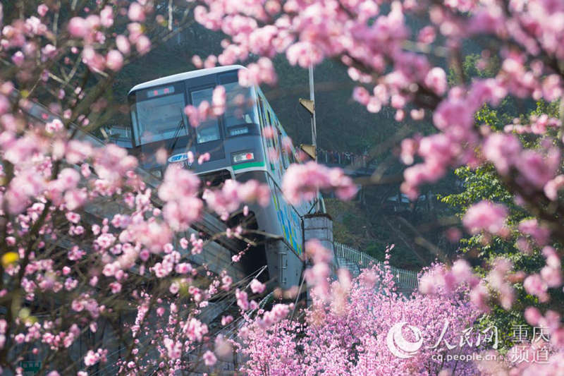 Los trenes circulan rodeados de flores de primavera en Chongqing