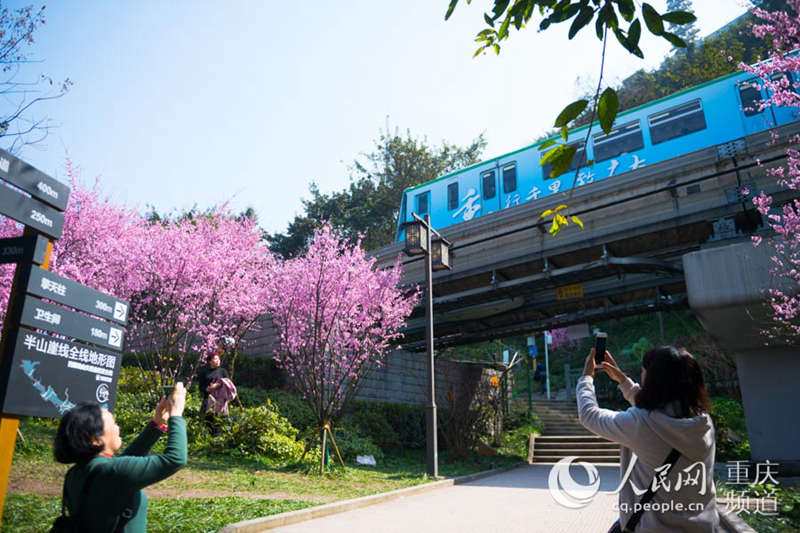 Los trenes circulan rodeados de flores de primavera en Chongqing