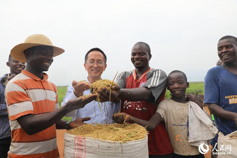 Arroz híbrido suministrado por China en Gihanga, Burundi, 13 de enero del 2019. (Foto: Lv Qiang/ Pueblo en Línea) 