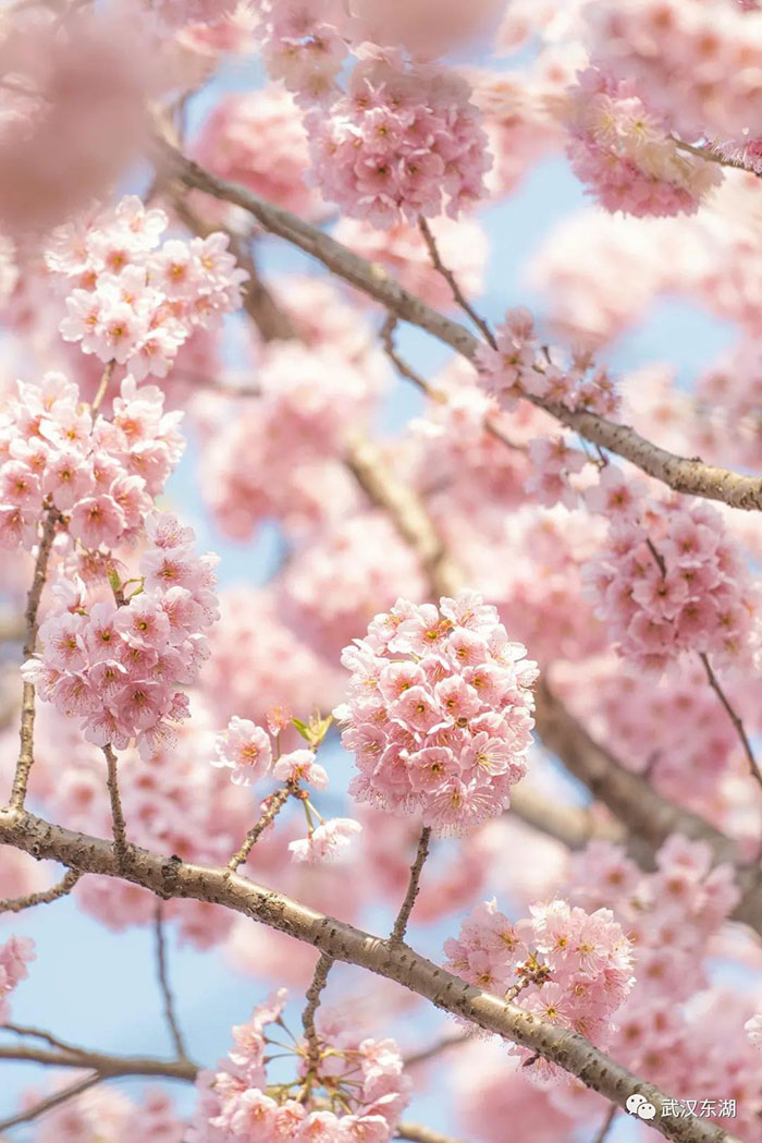 Con el calor de la primavera florecen los cerezos en Wuhan