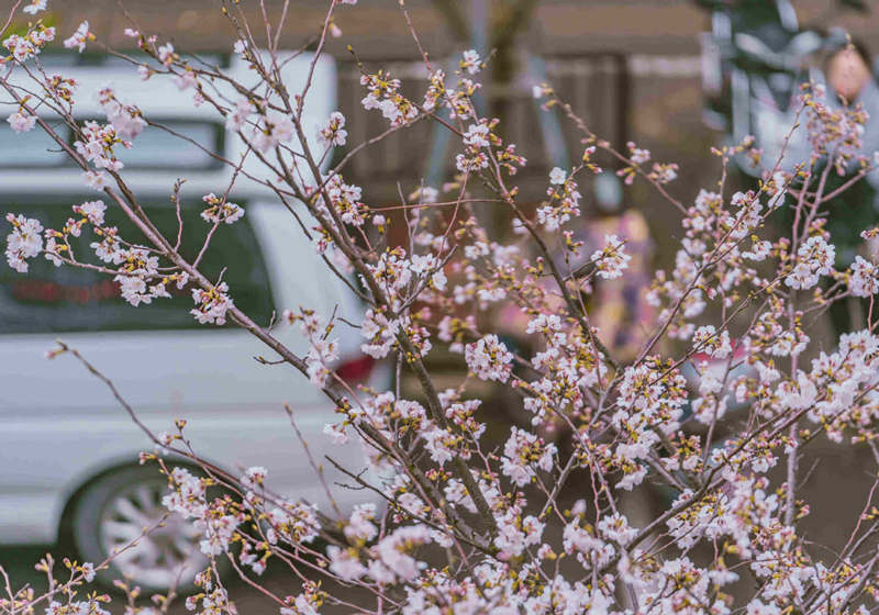 Cerezo en flor de la avenida Yongle, distrito Baoshan, Shanghai. [Foto: proporcionada a China Daily]