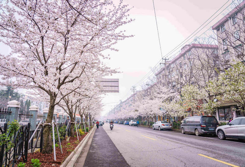 Cerezo en flor de la avenida Yongle, distrito Baoshan, Shanghai. [Foto: proporcionada a China Daily]