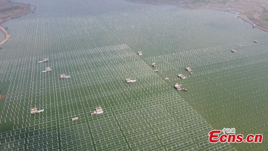 Proyecto sinérgico de recursos pesqueros y energía fotovoltaica actualmente en construcción en Anhui, China, 9 de marzo del 2021. (Foto: Servicio de Noticias de China)