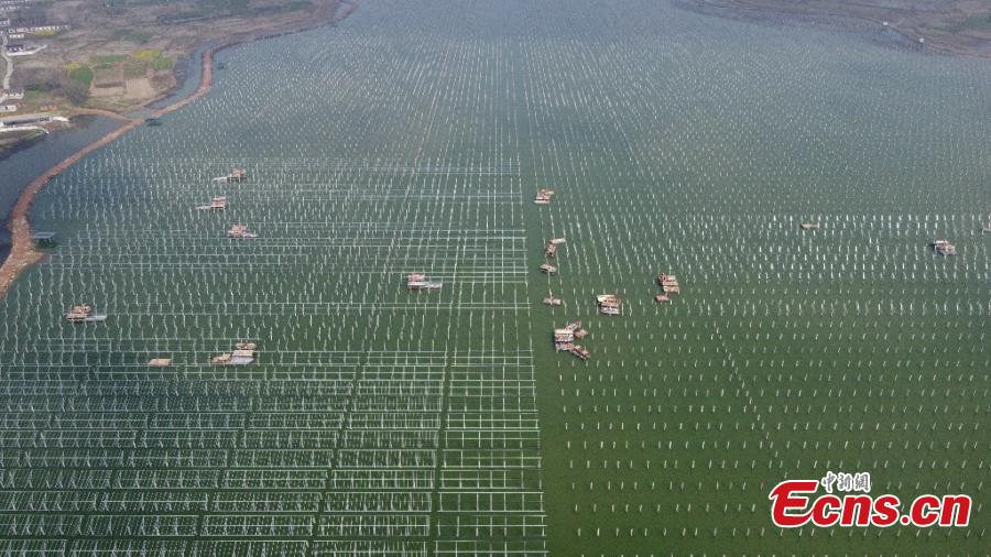 Proyecto sinérgico de recursos pesqueros y energía fotovoltaica actualmente en construcción en Anhui, China, 9 de marzo del 2021. (Foto: Servicio de Noticias de China)