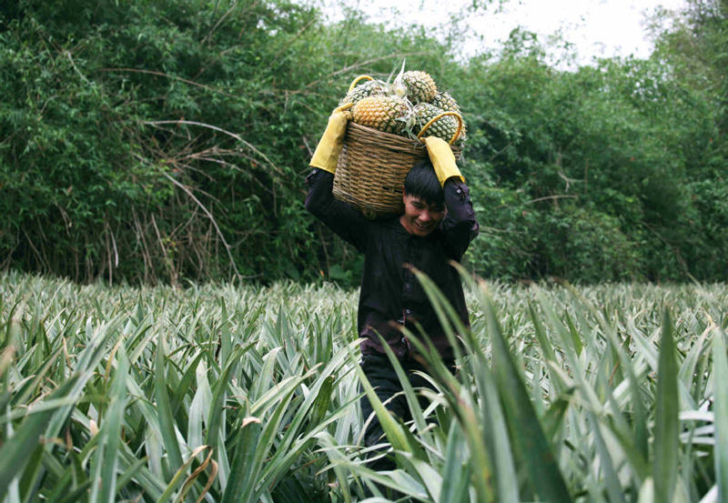 Un trabajador cosecha pi?as en Qujie, condado de Xuwen en Zhanjiang, provincia de Guangdong. [Foto: Zheng Erqi/ China Daily]