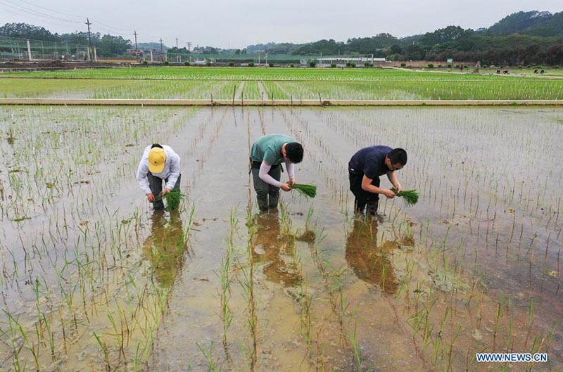 Foto tomada con un dron el 29 de marzo de 2021 muestra a investigadores trasplantando plántulas de arroz desarrolladas a partir de semillas que en el pasado hicieron un viaje de ida y vuelta a la Luna a bordo de la sonda Chang'e 5, en un campo experimental de la Universidad Agrícola del Sur de China en Zengcheng, Guangzhou, capital de la provincia china de Guangdong. 