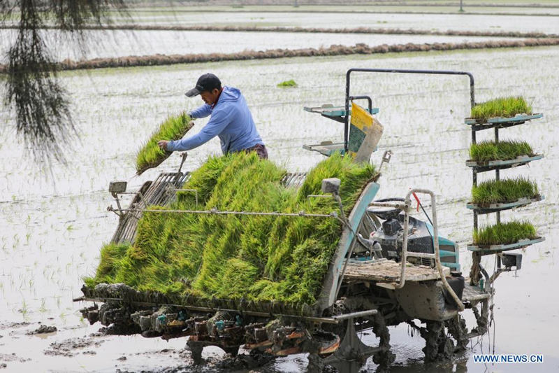 Granjero trabaja en un campo de arroz en una base experimental en Jinjiang, provincia de Fujian, 5 de abril del 2021. [Foto: Xinhua]