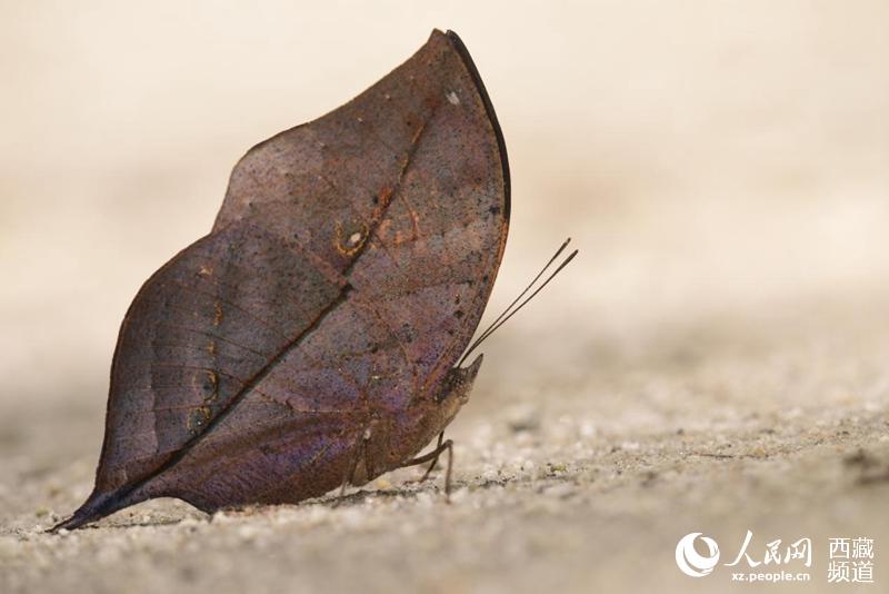 Mariposas tibetanas: bailarinas de la naturaleza