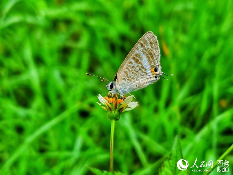 Mariposas tibetanas: bailarinas de la naturaleza