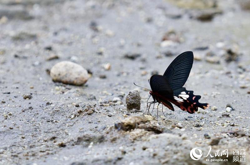 Mariposas tibetanas: bailarinas de la naturaleza