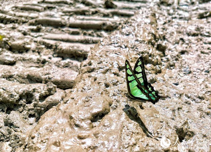 Mariposas tibetanas: bailarinas de la naturaleza