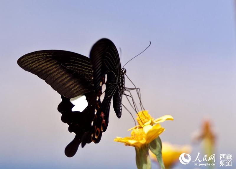 Mariposas tibetanas: bailarinas de la naturaleza