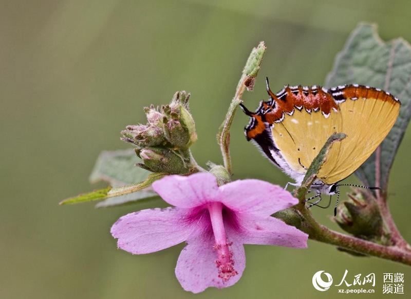 Mariposas tibetanas: bailarinas de la naturaleza