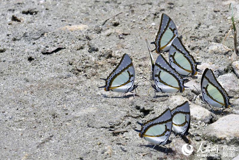 Mariposas tibetanas: bailarinas de la naturaleza