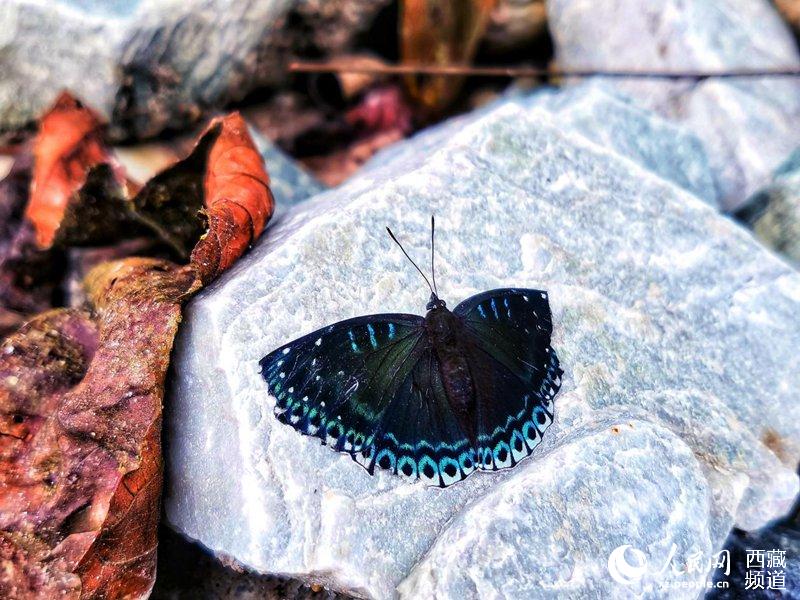 Mariposas tibetanas: bailarinas de la naturaleza