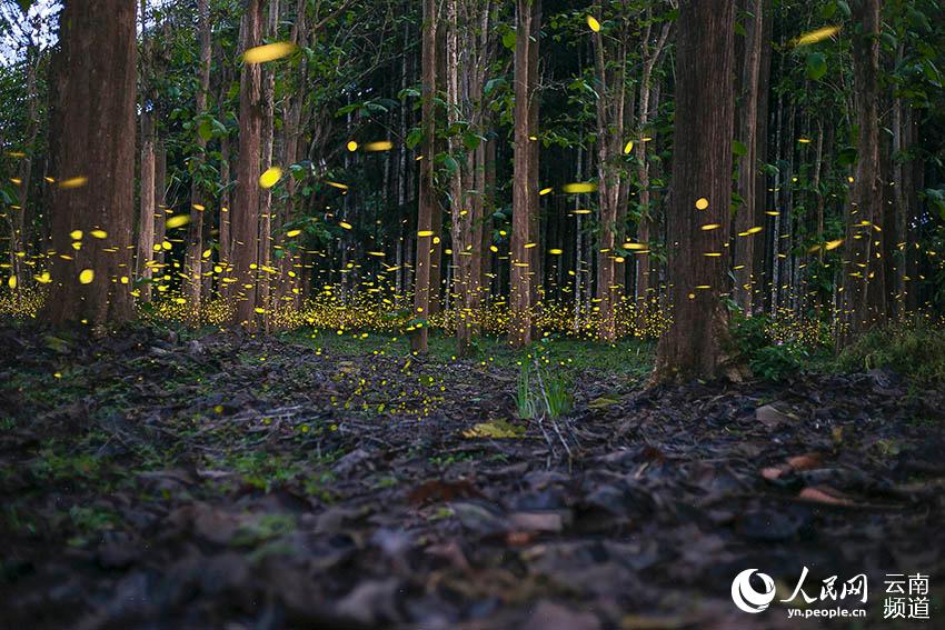 Enjambre de luciérnagas iluminan el Jardín Botánico de Xishuangbanna