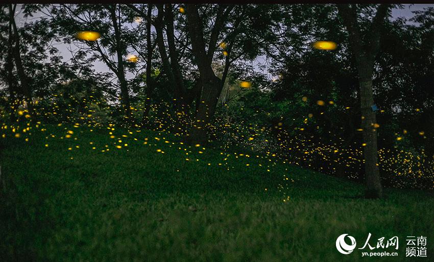 Enjambre de luciérnagas iluminan el Jardín Botánico de Xishuangbanna