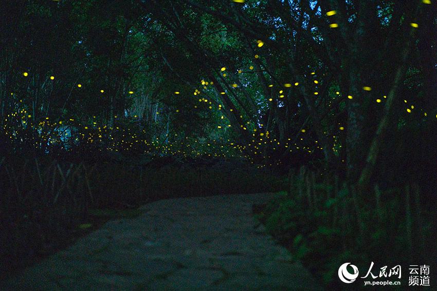 Enjambre de luciérnagas iluminan el Jardín Botánico de Xishuangbanna