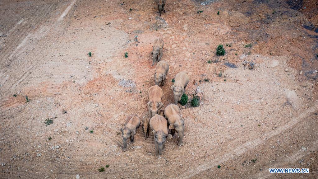 Foto aérea tomada el 28 de mayo de 2021 muestra una manada de elefantes asiáticos salvajes en el condado Eshan, ciudad de Yuxi, provincia de Yunnan, suroeste de China. Las autoridades están rastreando a 15 elefantes asiáticos salvajes en la provincia de Yunnan, suroeste de China, mientras la manada migra hacia el norte. Los elefantes ahora deambulan por el condado Eshan después de un largo viaje desde la prefectura más septentrional de la provincia, que comenzó el 16 de abril. Actualmente se encuentran a menos de 50 km de la capital provincial, Kunming, dijo la Administración Provincial de Bosques y Pastizales. Las imágenes de monitoreo muestran que la manada incluye seis elefantes hembras adultas, tres machos adultos, tres casi adultos y tres crías. (Xinhua / Hu Chao)