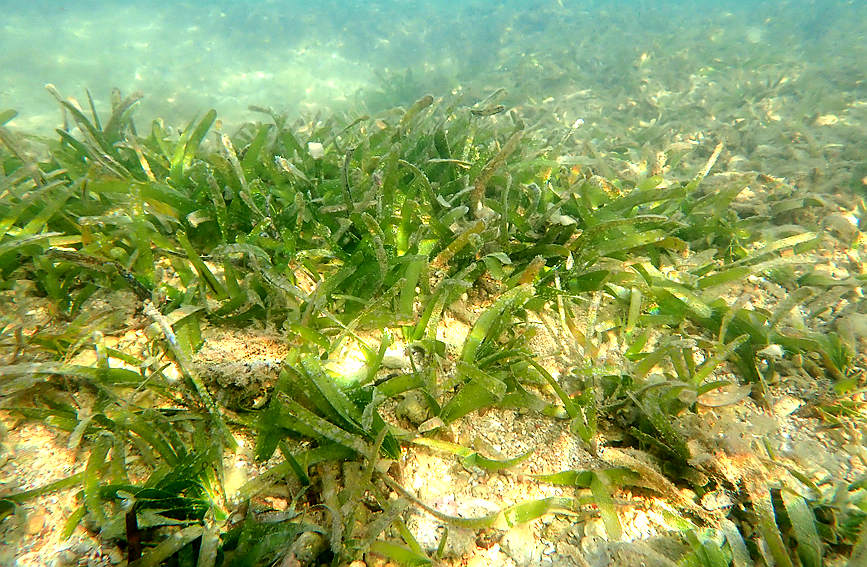 Maravillas del mundo coralino de Hainan. (Foto: Diario del Pueblo en Línea/Ji Xiang)