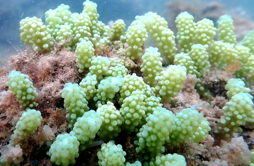 Maravillas del mundo coralino de Hainan. (Foto: Diario del Pueblo en Línea/Ji Xiang)