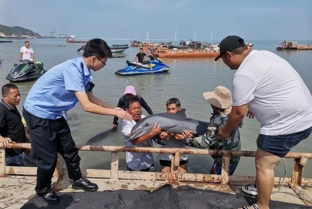 Equipos de rescate ayudan a varios delfines varados a regresar al mar