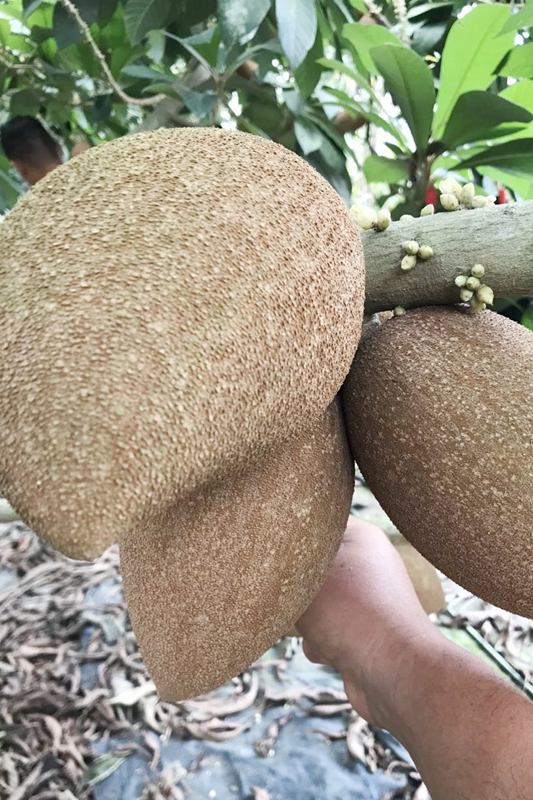 La foto muestra los mamey zapotes recolectados en la base de plantación de árboles de frutas tropicales en Qionghai, provincia de Hainan, en el sur de China. (Foto cortesía de la base de plantación de árboles frutales tropicales)