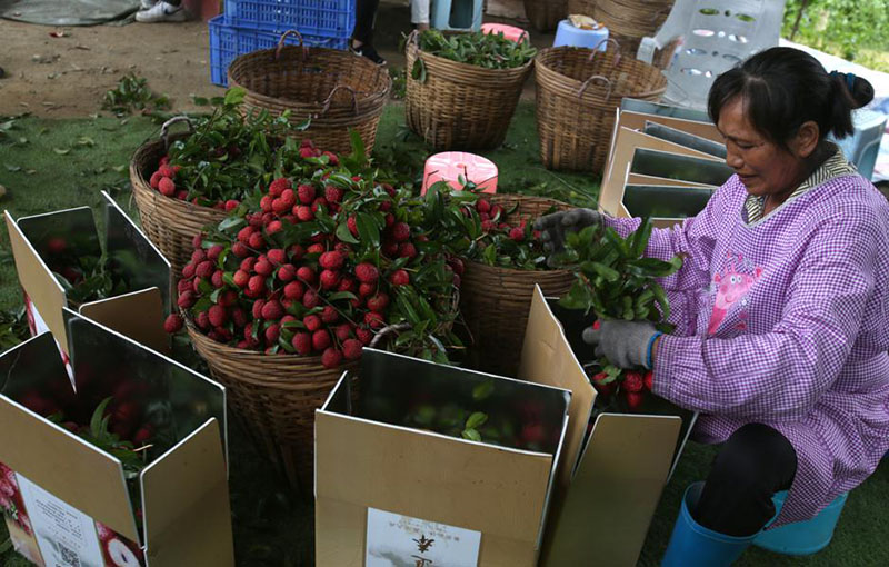 Los trabajadores cosechan la fruta del lichi. [Foto de Zheng Erqi / chinadaily.com.cn]