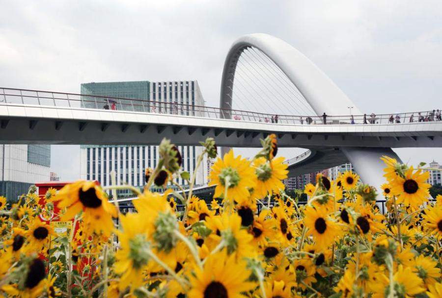 El nuevo puente peatonal Haixin tiene una longitud total de 488 metros - 198 metros sobre el agua- y un ancho de 15 metros. (Foto: China Daily/ Zheng Erqi)