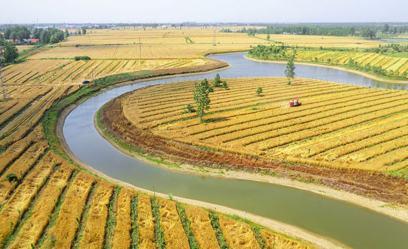 Una cosechadora circula por el campo para cosechar trigo en el condado Sihong, ciudad de Suqian, provincia de Jiangsu, en el este de China, el 4 de junio de 2021. (Foto de Zhang Lianhua / Pueblo en Línea)