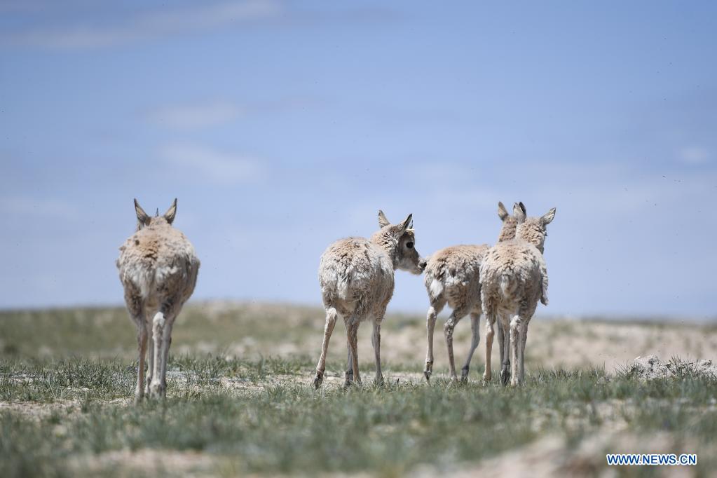 Antílopes tibetanos son liberados en un centro de rescate de la vida silvestre de la Estación de Protección Sonam Dargye en Hoh Xil, provincia de Qinghai, 7 de julio del 2021. [Foto: Xinhua]