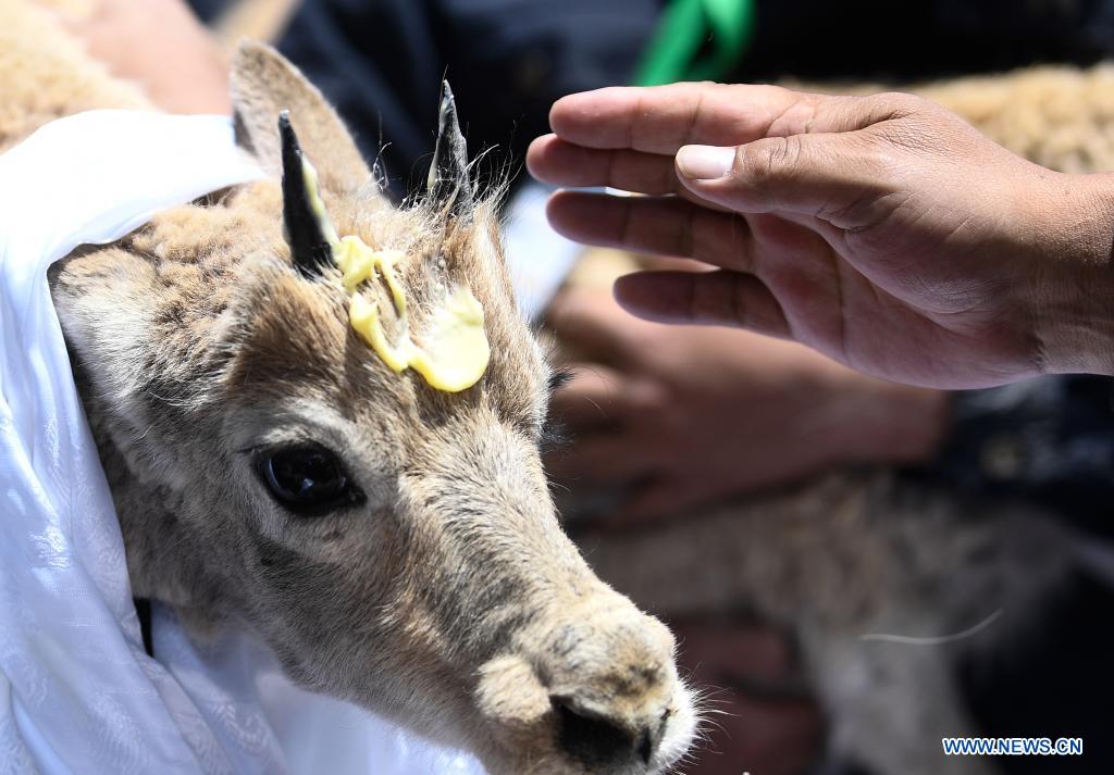 Un antílope tibetano es bendecido antes de ser liberado en un centro de rescate de la vida silvestre de la Estación de Protección Sonam Dargye en Hoh Xil, provincia de Qinghai, 7 de julio del 2021. [Foto: Xinhua]