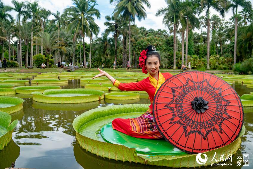 Las hojas del nenúfar Victoria son lo suficientemente grandes como para que una persona pueda sentarse, Xishuangbanna, Yunnan. (Foto: Pueblo en Línea)