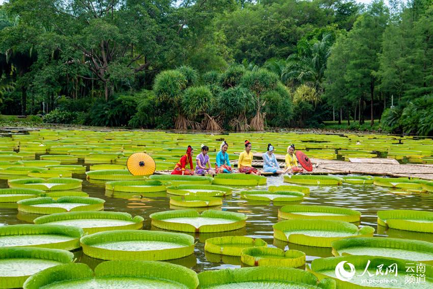 Las hojas del nenúfar Victoria son lo suficientemente grandes como para que una persona pueda sentarse, Xishuangbanna, Yunnan. (Foto: Pueblo en Línea)