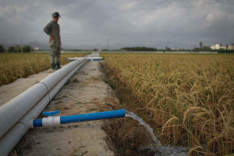 Cada variedad de arroz tolerante a la sal tiene una etiqueta distintiva. [Foto: Zhang Mao/ China Daily]