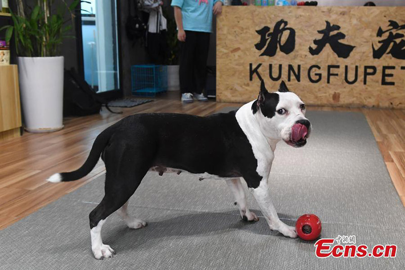 Un perro lame un Tanghulu helado, un aperitivo tradicional chino, el 19 de julio de 2021. (Foto / Yang Huafeng)