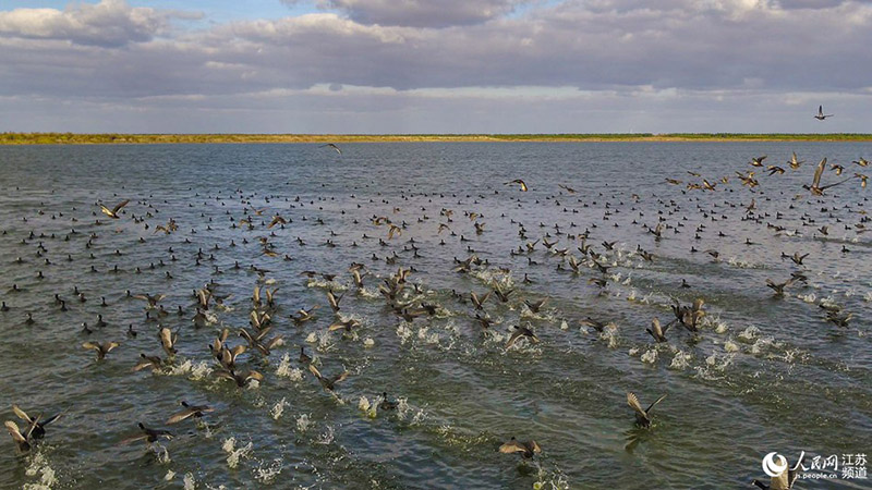 La foto muestra aves descansando en el humedal de Tiaozini, el área central del sitio que forma este Patrimonio Mundial, el hábitat de aves migratorias del mar Amarillo (Bohai) en Dongtai, una ciudad a nivel de condado en la provincia de Jiangsu, en el este de China. (Foto / Dong Xuan)