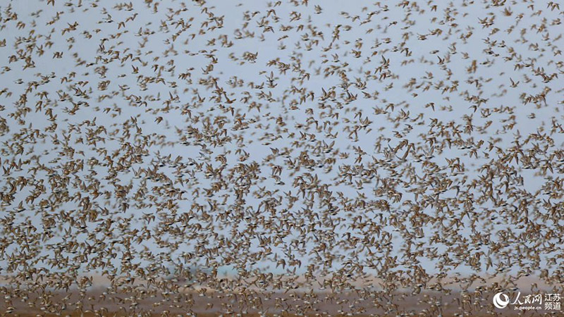 La foto muestra aves descansando en el humedal de Tiaozini, el área central del sitio que forma este Patrimonio Mundial, el hábitat de aves migratorias del mar Amarillo (Bohai) en Dongtai, una ciudad a nivel de condado en la provincia de Jiangsu, en el este de China. (Foto / Dong Xuan)