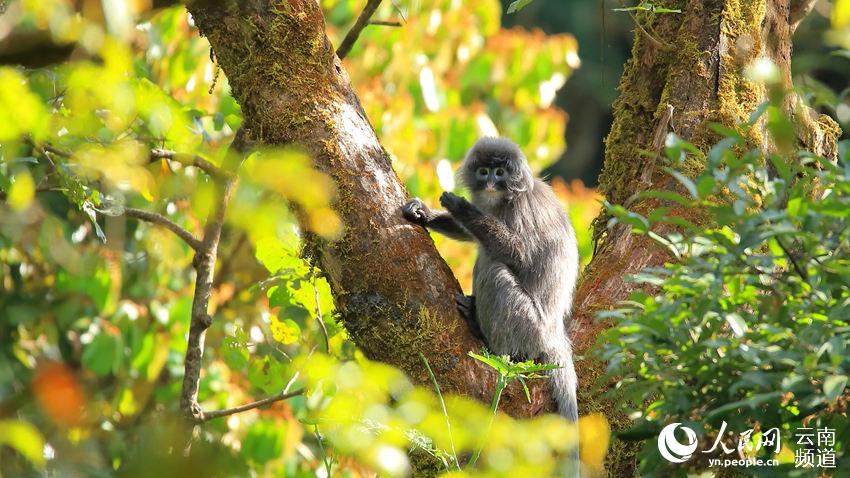 Protección de monos raros y ecoturismo aumenta ingresos de aldeanos en Shuijing