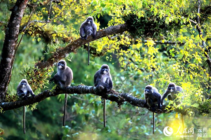 Protección de monos raros y ecoturismo aumenta ingresos de aldeanos en Shuijing