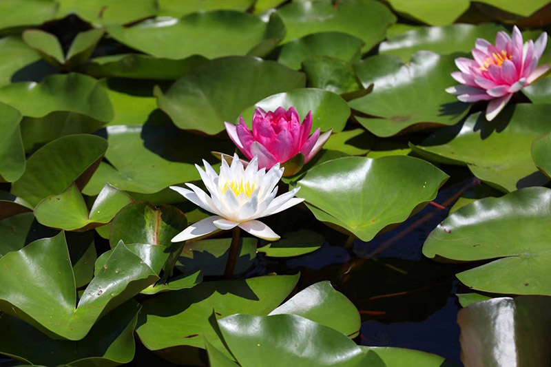 Los nenúfares florecen en Nantong