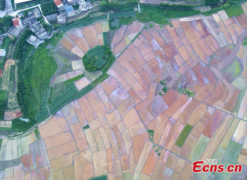 Imágenes de los coloridos campos de arroz en Guangxi al atardecer