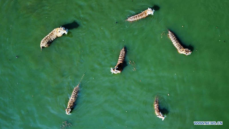 Tigres siberianos a buen recaudo en un parque forestal de Heilongjiang