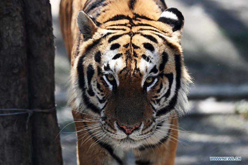 Tigres siberianos a buen recaudo en un parque forestal de Heilongjiang